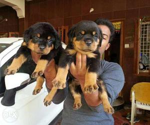 Best Quality Heavy Rottweiler Female Puppies
