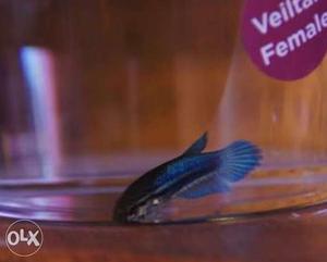 Betta female it's very active and in breeding size