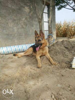 Black And Tan German Shepherd