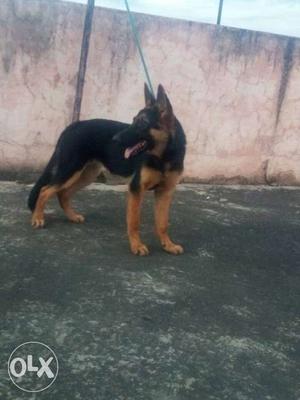 Black And Tan German Shepherd female