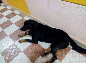 Black Dog In Hubballi