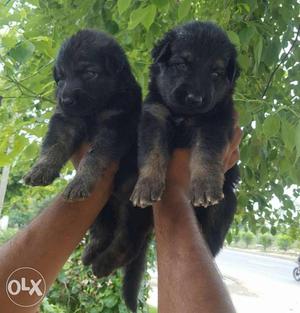 Black-and-gray medium Coat German shepherd Puppies