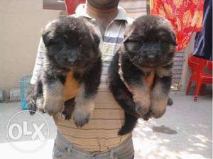 Black and tan colour pups sell super quality