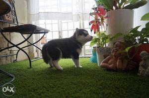 Black and white female husky puppy with papers