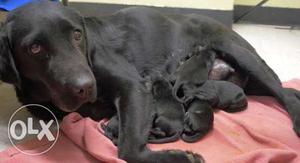 Black female Labrador puppies for sale...
