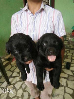 Black fully active good to goo labrador retriever