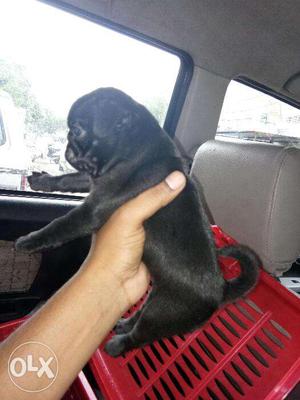 Black pug male female pupps at sam kennel in