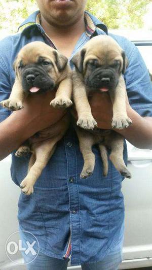 Bull mastiff for sale or extange with any other equal to