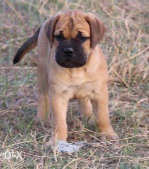 Bull mastiff good quality pup available cal now moni kennel
