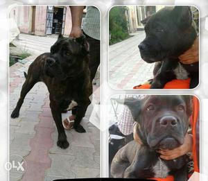 Cane Corso female puppy for sale imported from canada