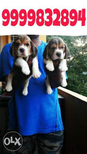 Cute Little Beagle Heavy Quality pups available for Loving