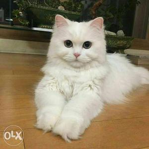 Cute and very beautiful colors persian kitten cat for