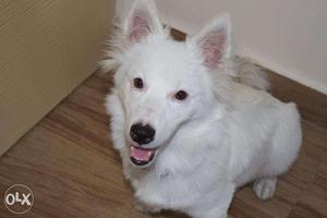 DOG - German Spitz- 6 Months Old Pure White (MALE)