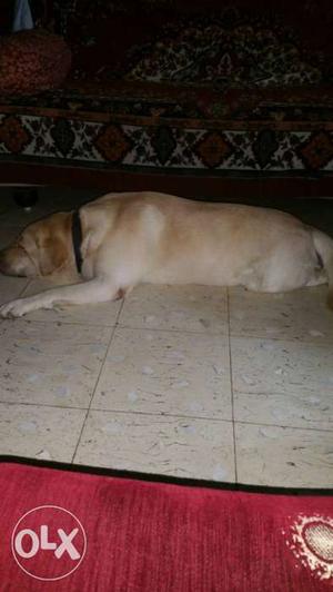 Dog Labrador 1 year