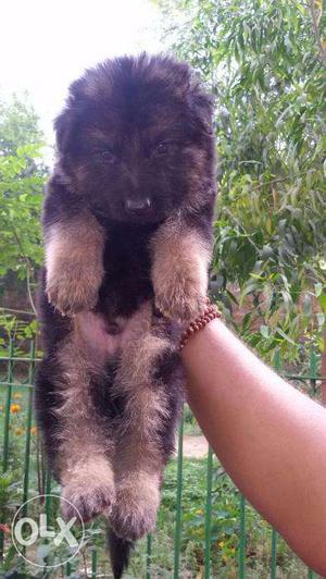 Double coat German Shepherd top quality rs and Boxer