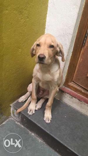 Double coded 4 month old vaccinated labrador dog