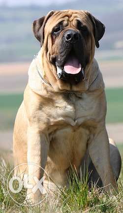 English mastiff pupps ready for carrying home at sam kennel