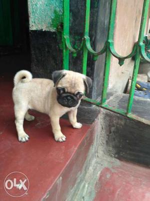 Female 3 months pug for sale in behala.