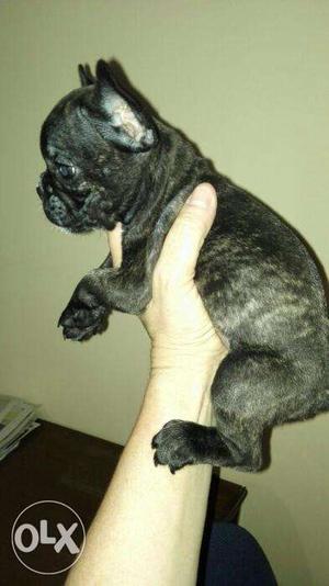 Female french bulldog for sell in low price