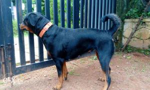 Female rottweiler 2years old