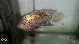 Flowerhorn Fish Kamfa Available In Chembur,