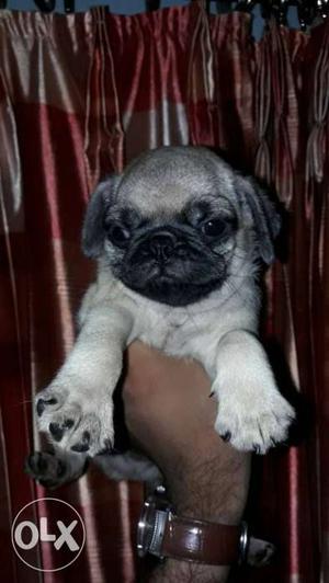 Full undernose pug show quality male pups