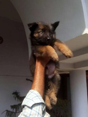 Gaurdng d Best + GERMAN Shepherd Pups available..55 days