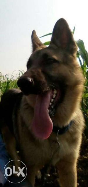 German shepherd 1 year old male