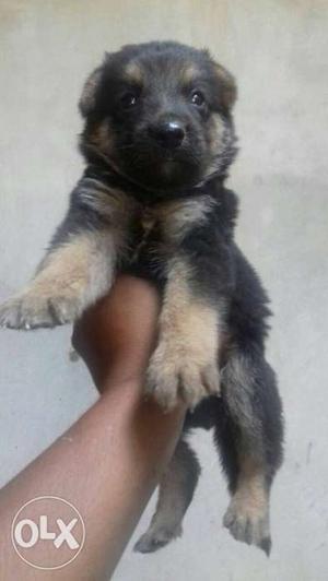 German shepherd double coat puppy cal 945/