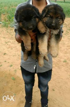 German shepherd puppies available double coated