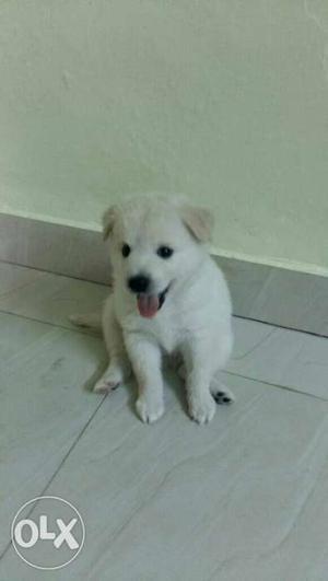 German spitz available for sale immediately Pure