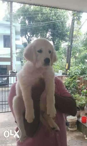 Golden retriever puppy available direct imported