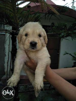 Golden retriever pups available male  and