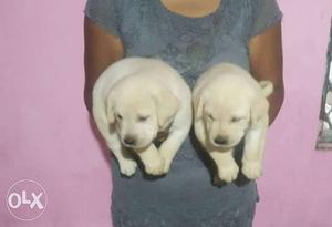 Good heavy bone quality puppies available at low
