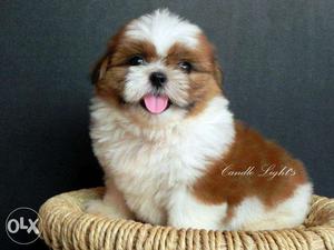 Good quality shih tzu Puppy for Sale male & female