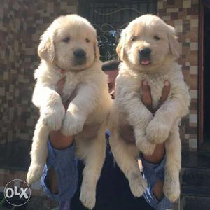 Gorgeous Puppies available golden retriever puppy