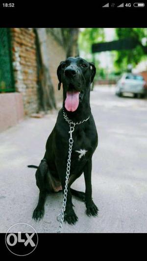 Great dane black female pupi 3 months available