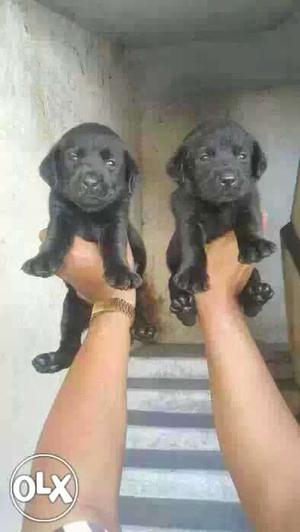 Gwalior:- Boxer'beagle'pom'all Puppeis Kitten&cash On