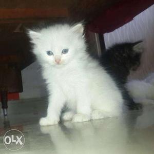 Gwalior:-french Mustiff' Boxer'pom'all Puppeis Kitten&cash