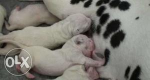 He is a dalmation puppy of 3days male rs very pure breed