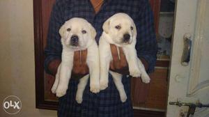Heavy bone lab puppies with kci papers nd