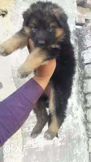 High quality german shepherd puppies available in less price