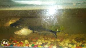 I want to sell my big shark fish...1pair white &