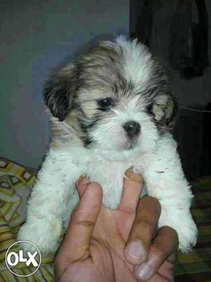 Jablpur:- Boxer' Beagle' Pomerian"all Puppeis Kitten&cash On