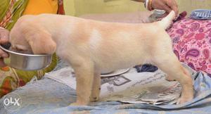 KCI registered Labrador puppy for sale