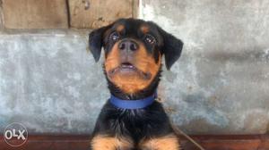 Kci female Rottweiler 3 month with Microchipp