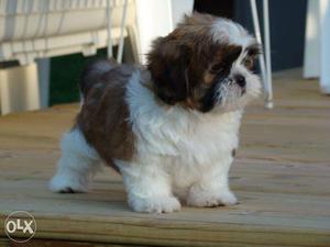 LOVELY BREED SHIHTZU puppies available