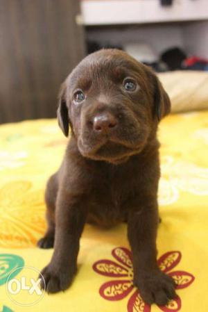 Labrador Retriever Puppies price slightly