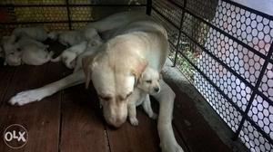 Labrador Retriever good quality puppies