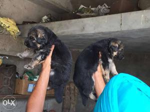 Long coat German Shepherd puppies available at